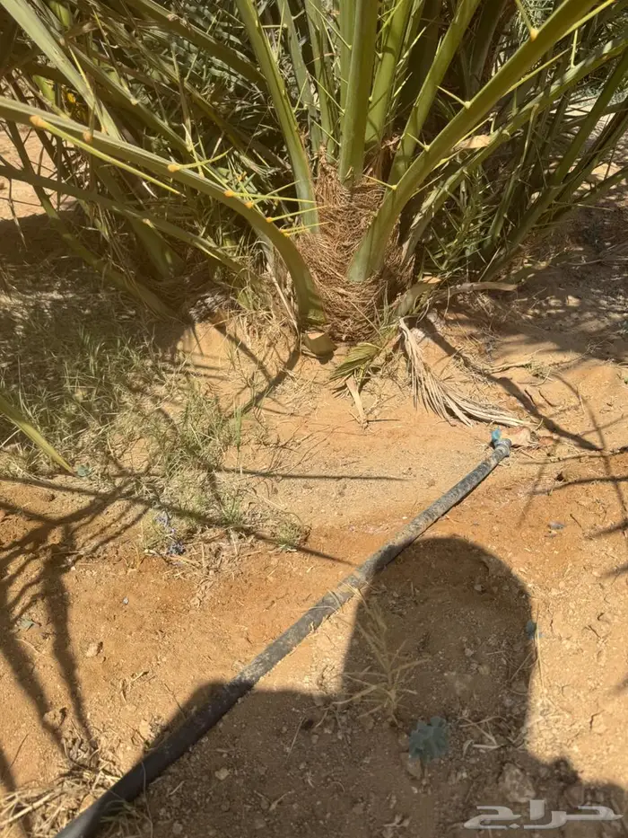 القصيم الاسياح 3