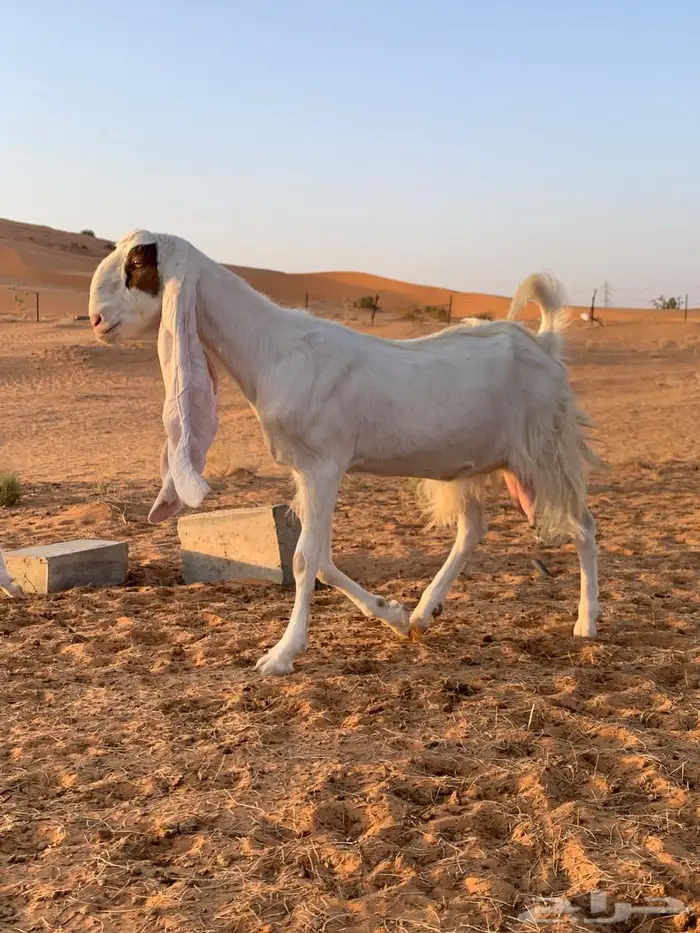 معزا هولنديات مراح طيب 3