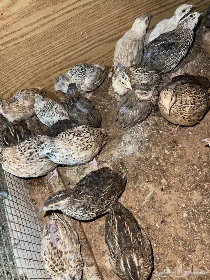 سمان فري بشاير للبيع 5