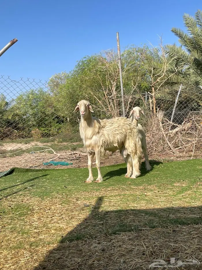خروف ابرص 1