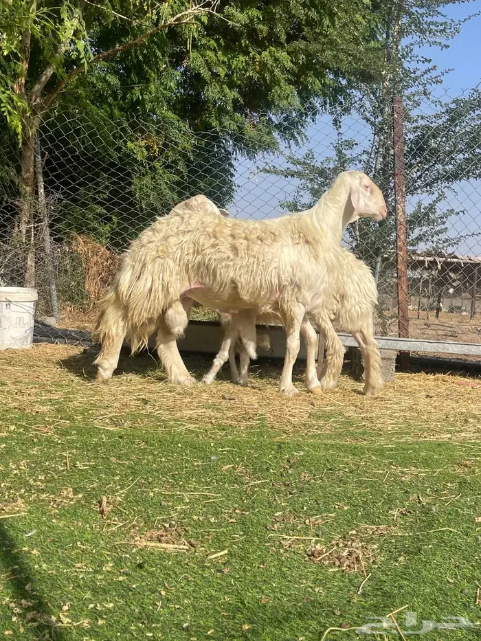 خروف ابرص 2