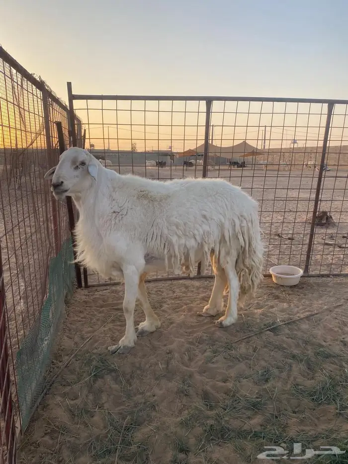 فحل حري صنف 0