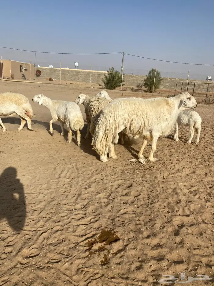 فحل حري صنف 1