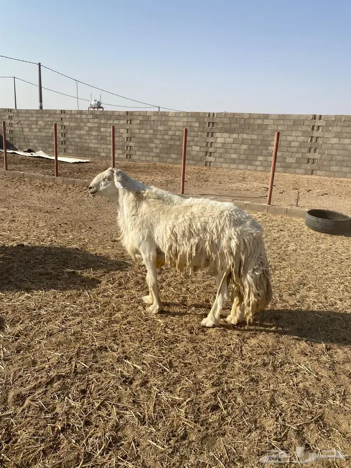 فحل حري صنف 2