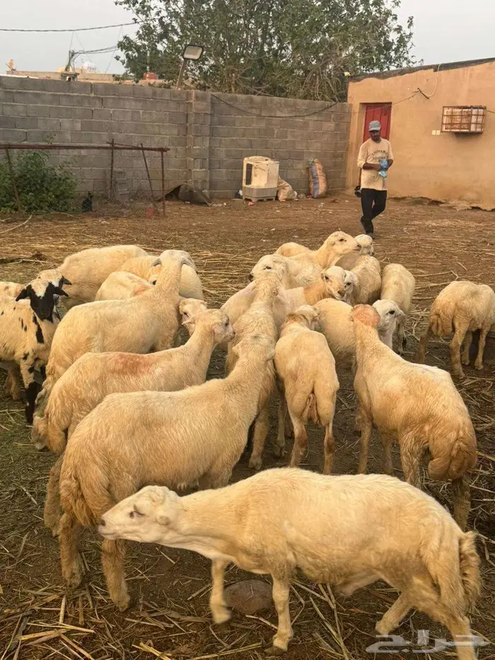 خرفان تربية بلدي 0