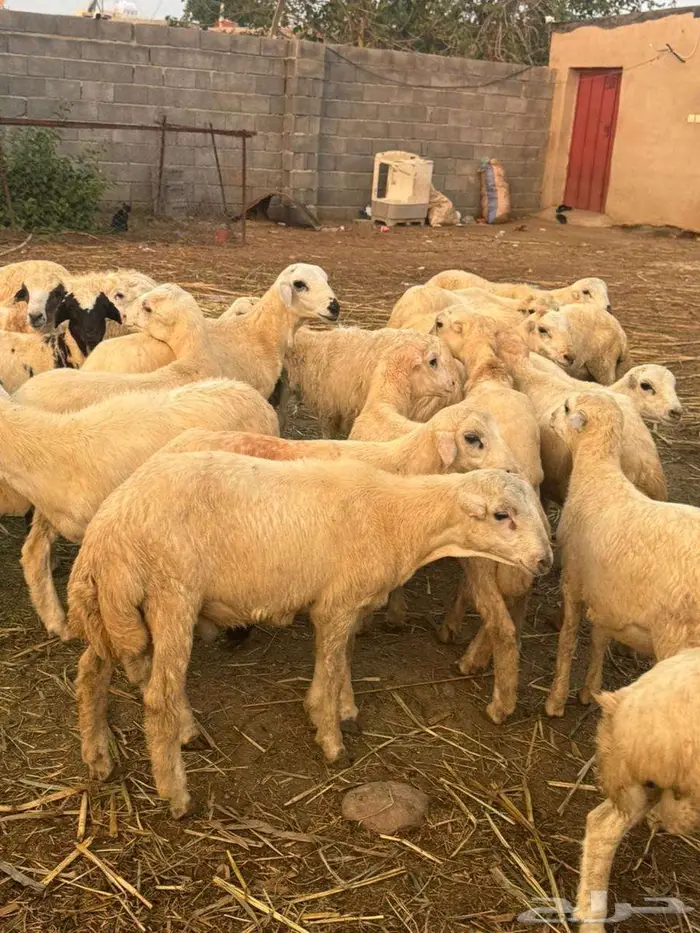 خرفان تربية بلدي 7