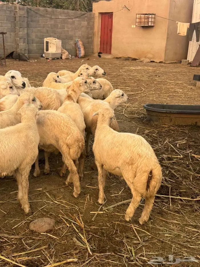 خرفان تربية بلدي 8