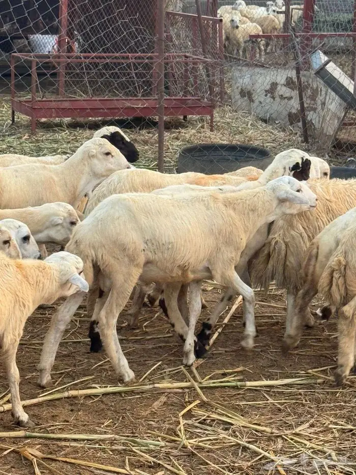 خرفان تربية بلدي 1