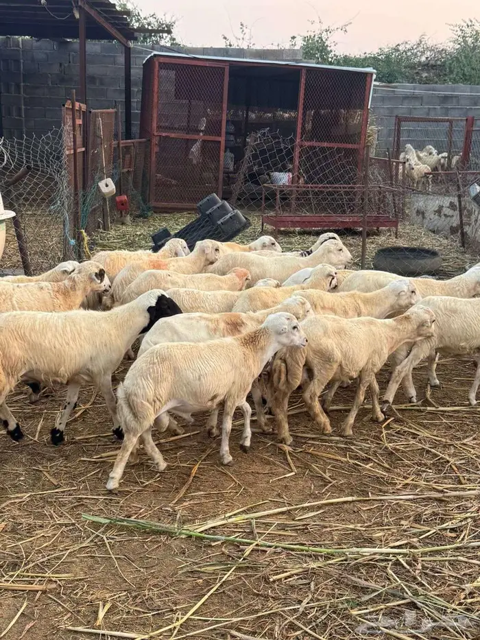 خرفان تربية بلدي 2