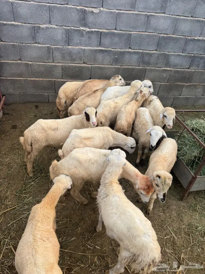 خرفان تربية بلدي 5