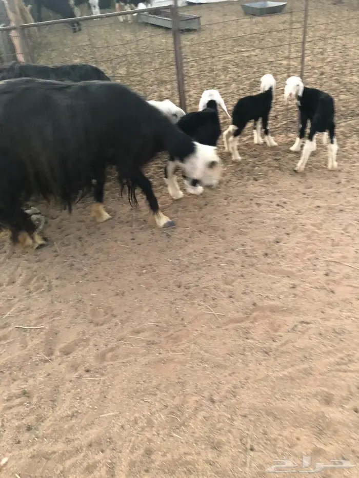 غنم مواليد تحتها 4 2