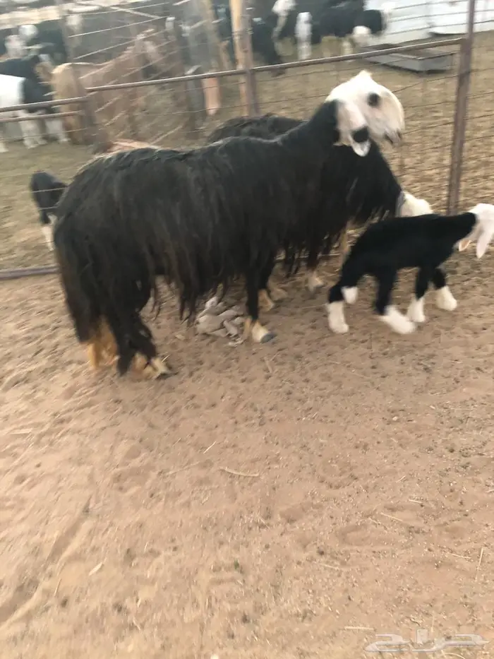غنم مواليد تحتها 4 1