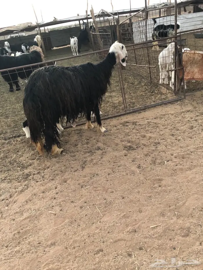 غنم مواليد تحتها 4 4