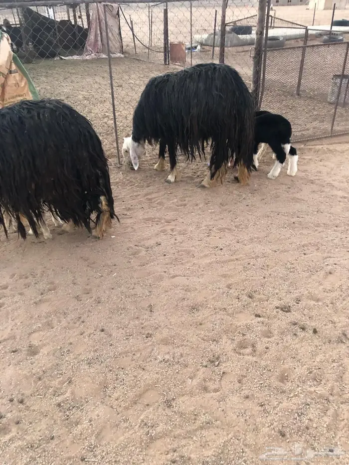 غنم مواليد تحتها 4 5