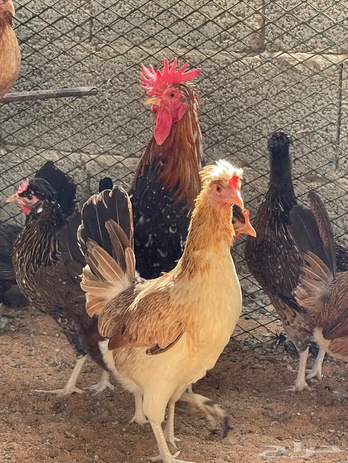 دجاج عربي اصيل 0