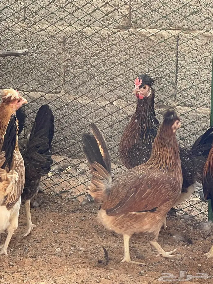 دجاج عربي اصيل 2