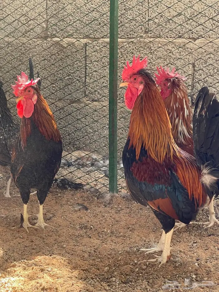 دجاج عربي اصيل 3