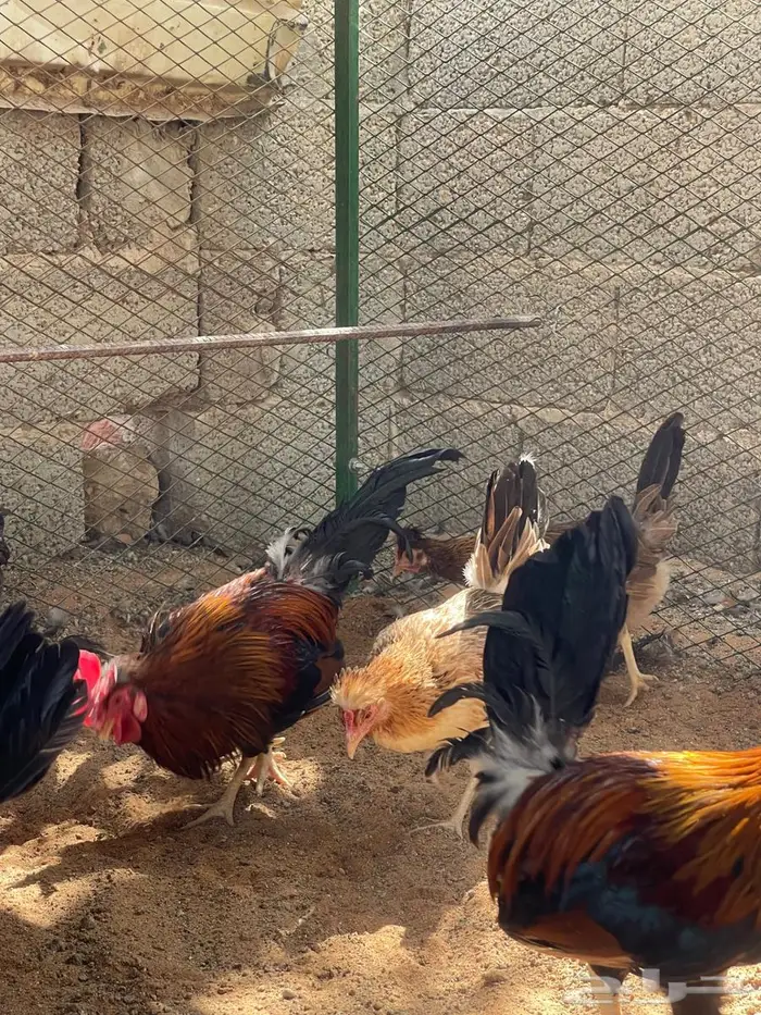 دجاج عربي اصيل 4