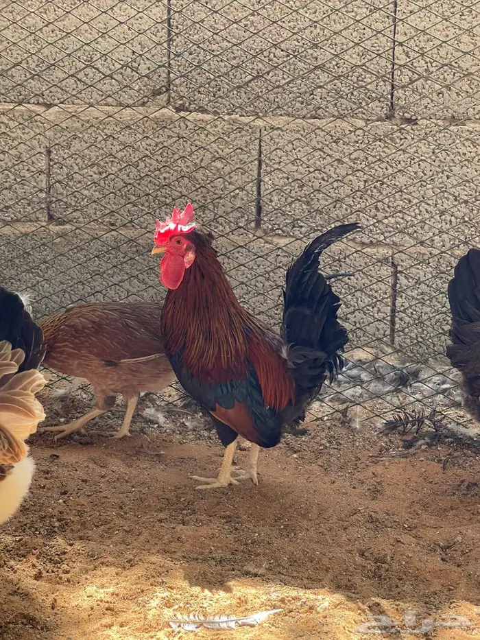 دجاج عربي اصيل 5