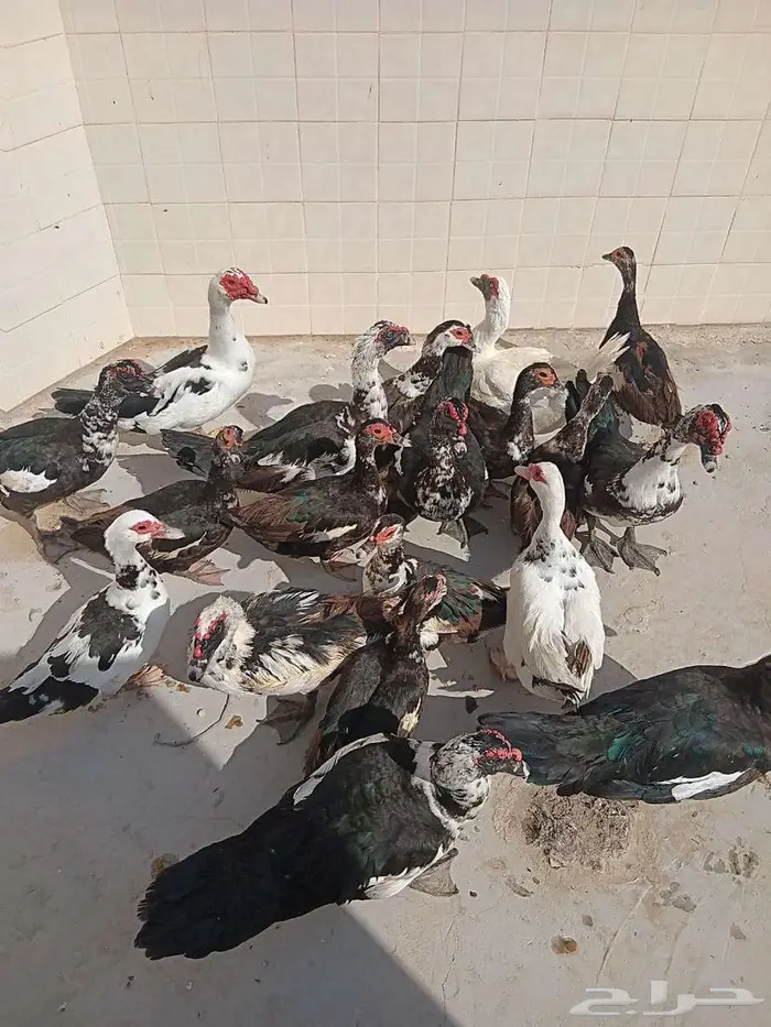 للبيع بط مصري (مسكوف) عدد ( 19 ) حبه 0