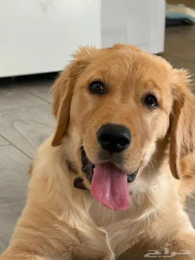 قولدن ريتريفر index