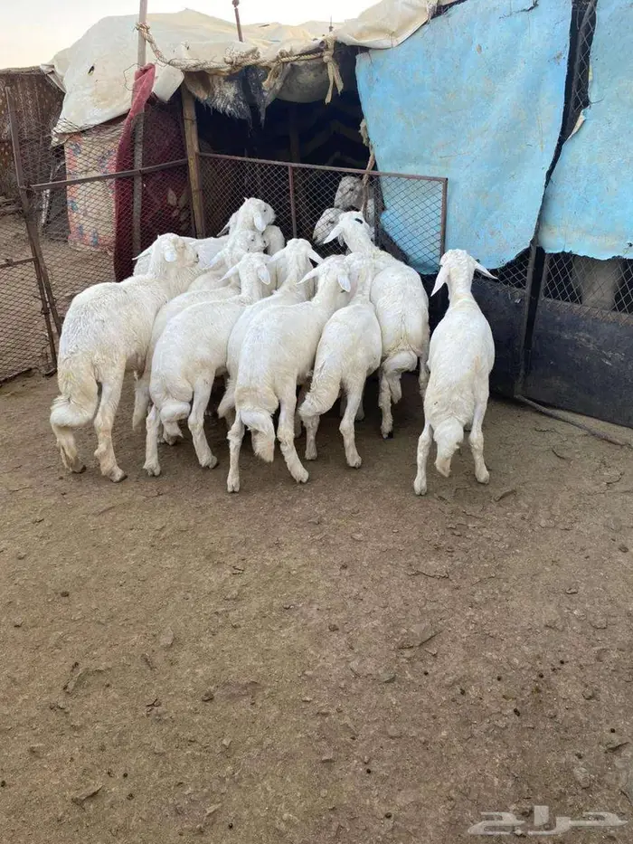طليان للبيع 0