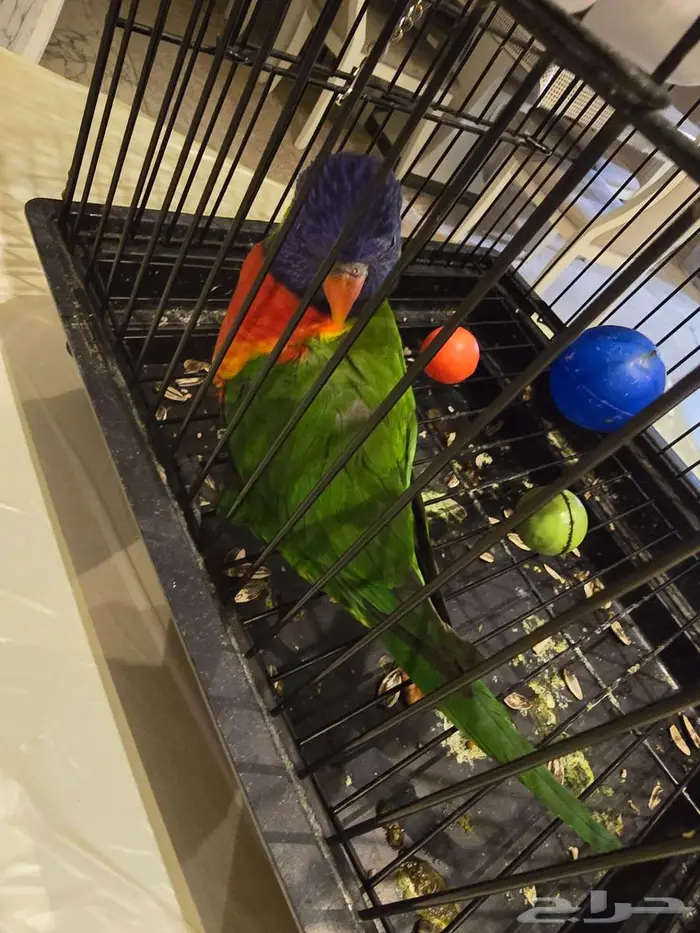 ببغاء لوري للبيع 0