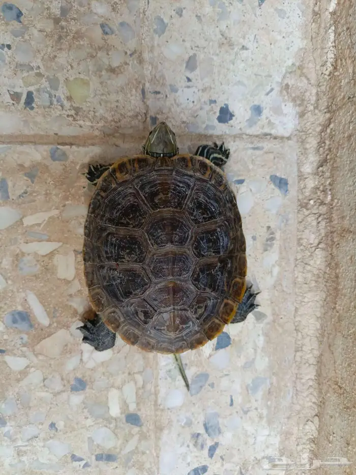جوز سلاحف 2