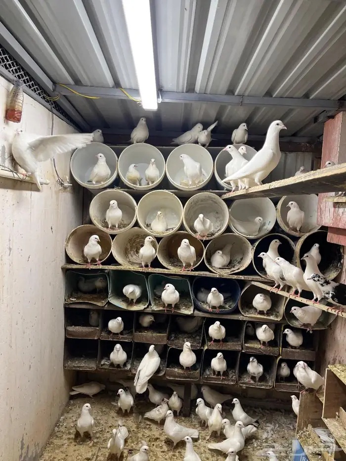 حمام فرنسي منتج 3