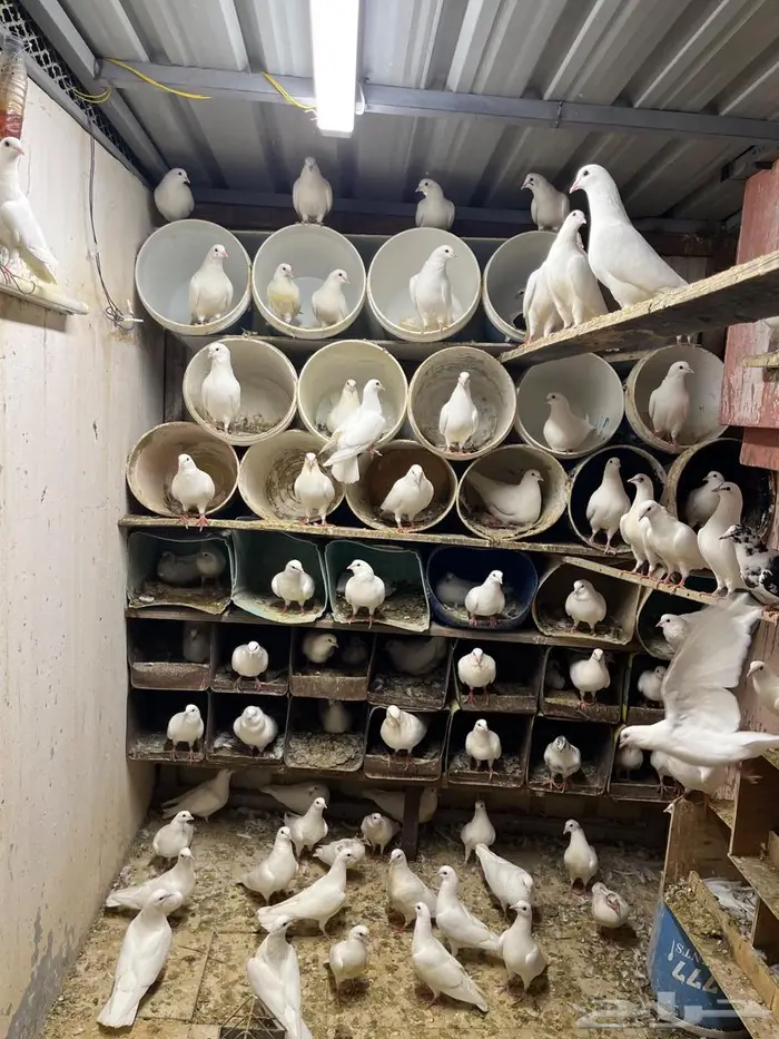 حمام فرنسي منتج 1