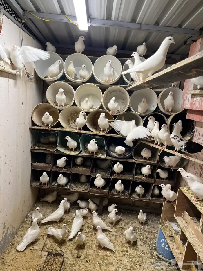 حمام فرنسي منتج 0