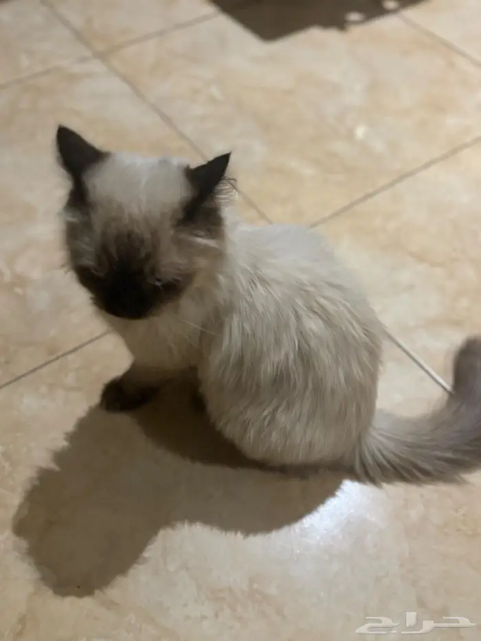 قطه ضائعة نوعها هملايا في حي الحمراء 1