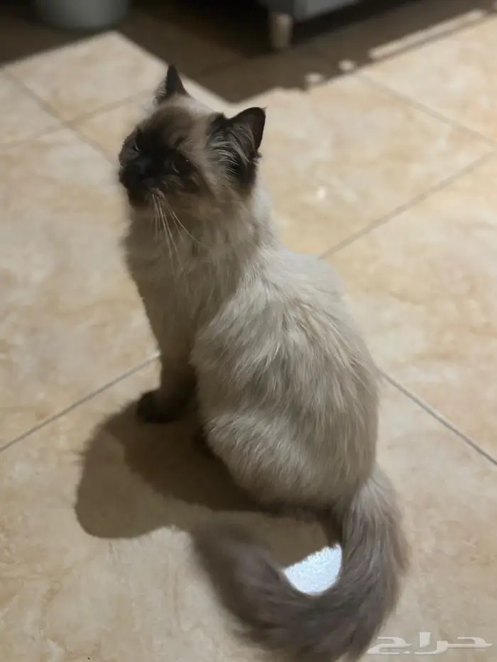 قطه ضائعة نوعها هملايا في حي الحمراء 0