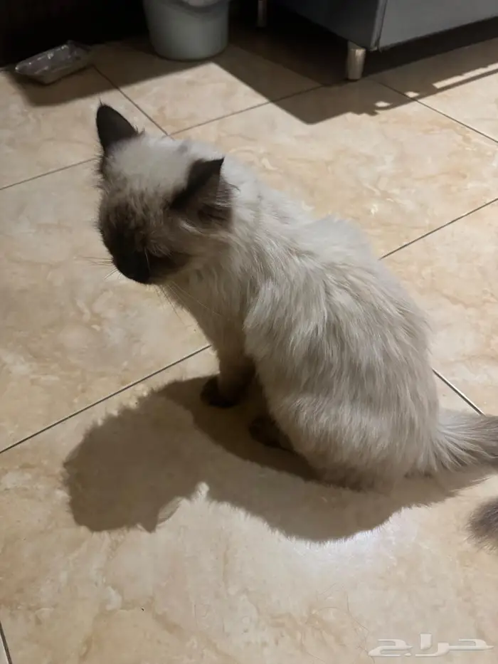 قطه ضائعة نوعها هملايا في حي الحمراء 4