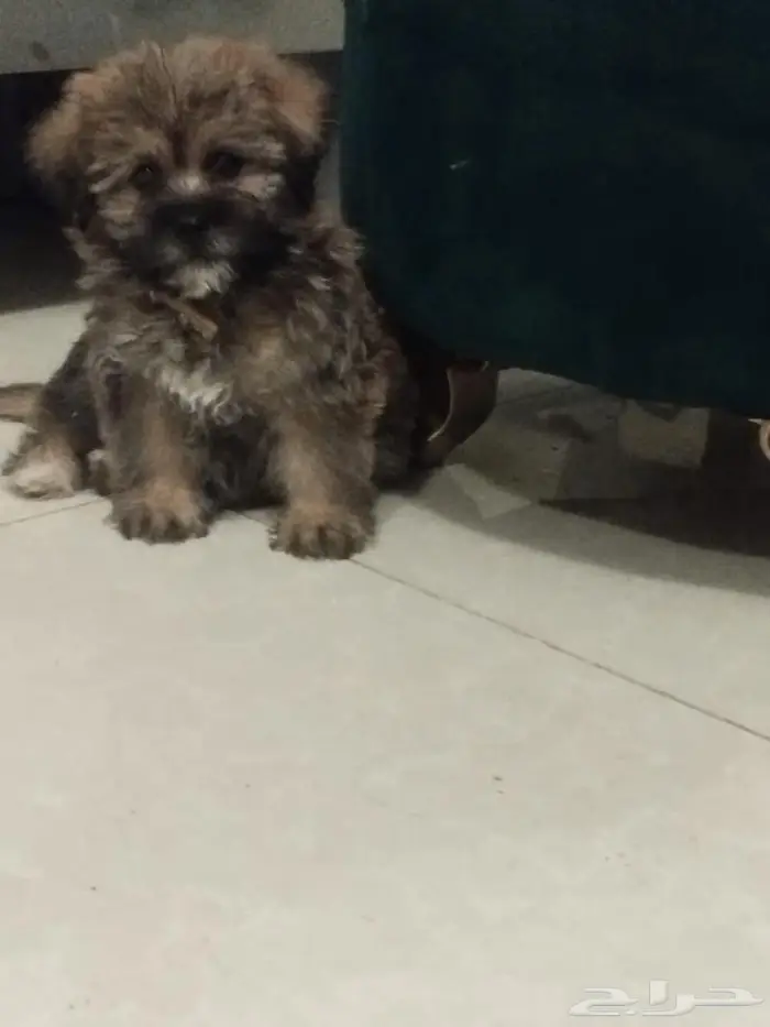 للبيع كلب فصيلة shih tzu العمر شهرين متعلم على الليتر بكس 0