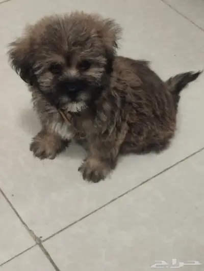 للبيع كلب فصيلة shih tzu العمر شهرين متعلم على الليتر بكس index