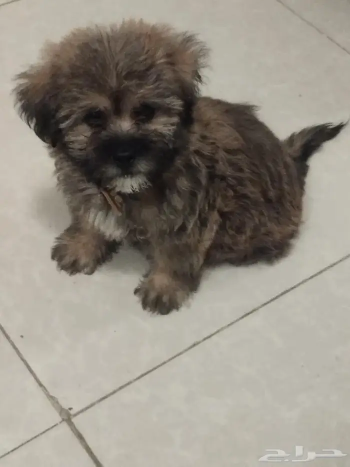 للبيع كلب فصيلة shih tzu العمر شهرين متعلم على الليتر بكس 2