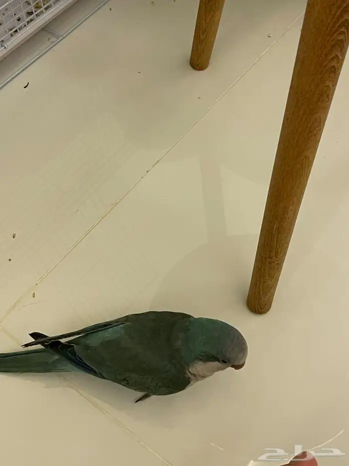 كويكر الراهب 2