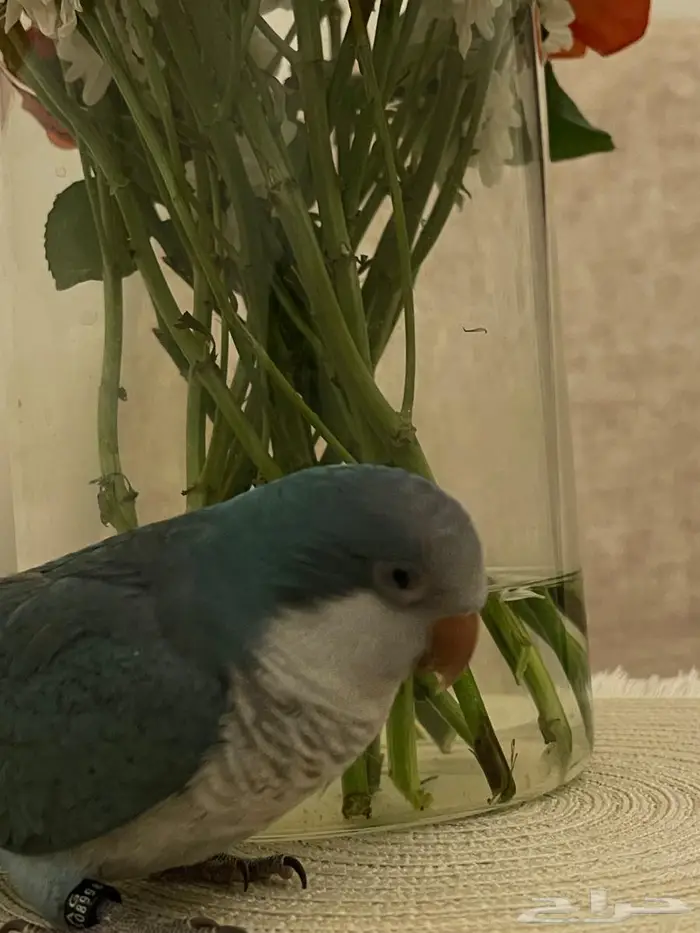 كويكر الراهب 1