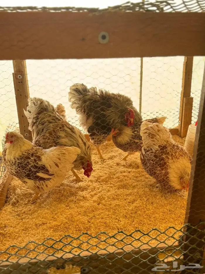 وين دوت سبلاش احمر 1