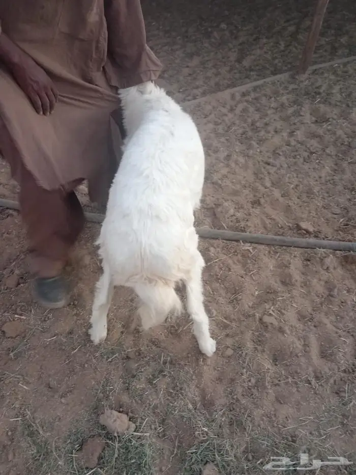 طليان للبيع العدد3 2