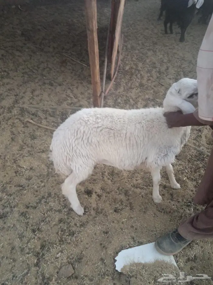 طليان للبيع العدد3 4