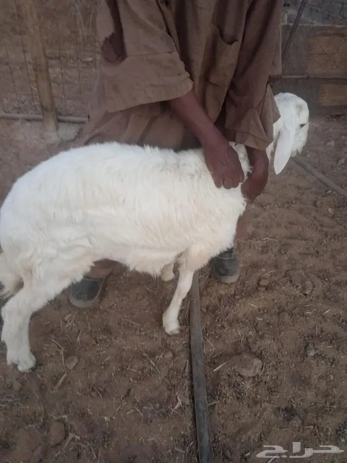 طليان للبيع العدد3 1