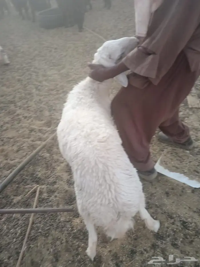 طليان للبيع العدد3 3