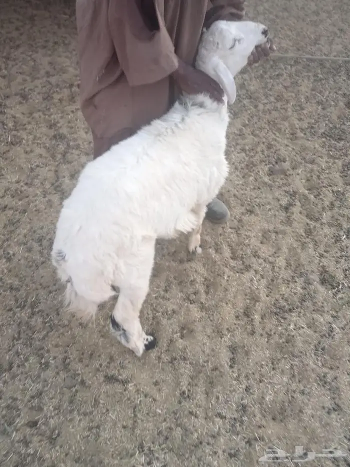 طليان للبيع العدد3 0