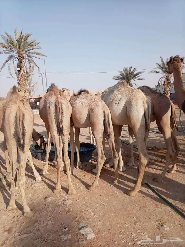 قعدان صوماليه جمله مفاريد 4