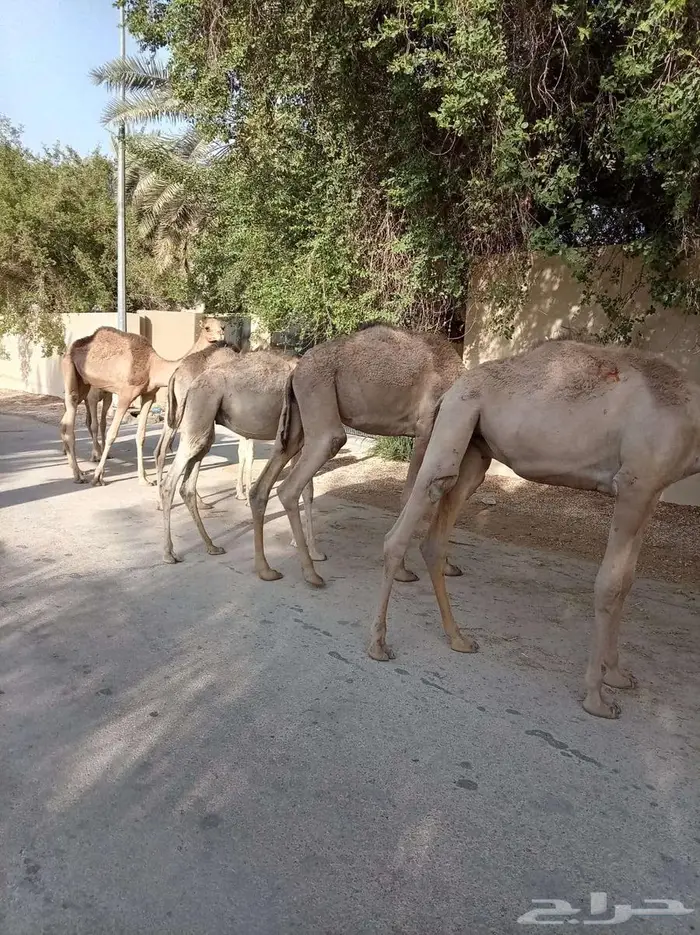 قعدان صوماليه جمله مفاريد 5