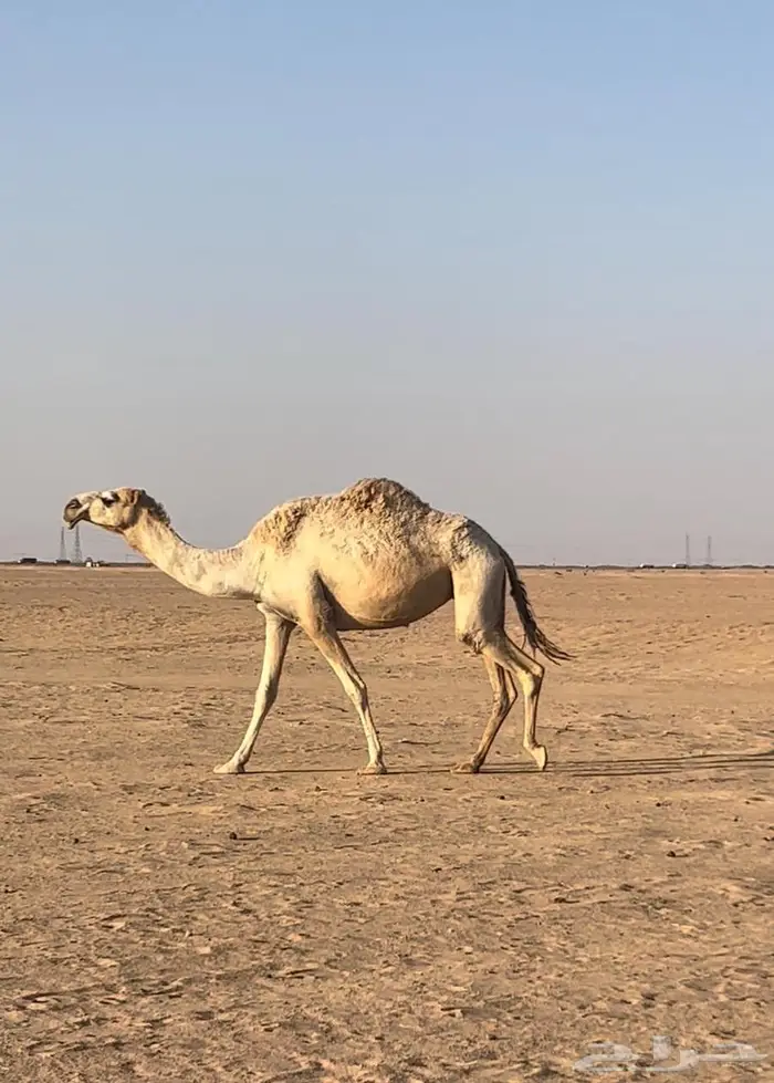 ضروبه شقحا 0
