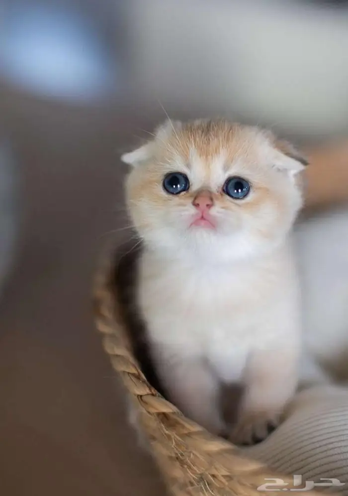Scottish Fold NY12 0