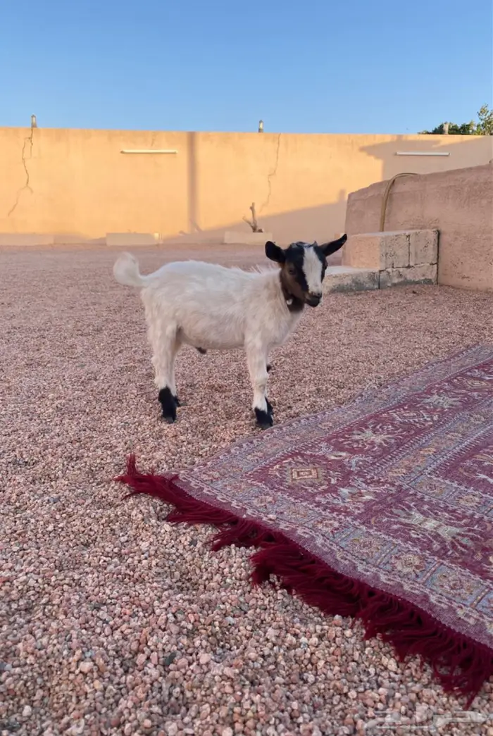 تيس قزمي 0